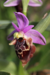Ophrys calypsus