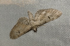 Eupithecia pauxillaria