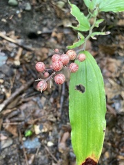 Maianthemum racemosum