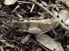 Oedipoda caerulescens