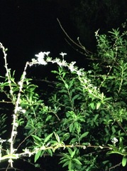 Buddleja alternifolia