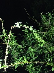 Buddleja alternifolia