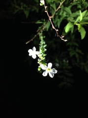 Buddleja alternifolia