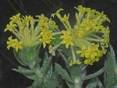 Lasiosiphon anthylloides