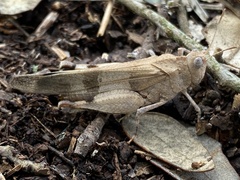 Oedipoda caerulescens