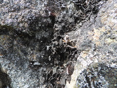 Umbilicaria deusta