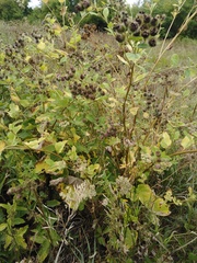 Arctium lappa