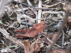 Oedaleus infernalis