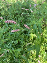 Persicaria