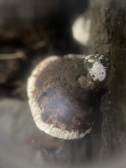 Rhodofomes cajanderi