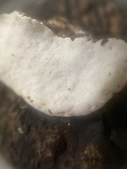 Rhodofomes cajanderi