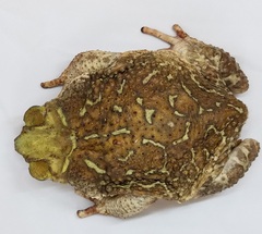 Peltophryne peltocephala