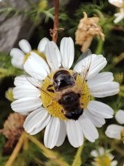 Eristalis tenax