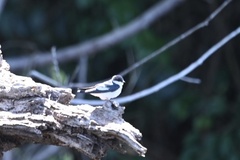 Tachycineta albiventer