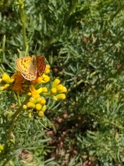 Lycaena virgaureae