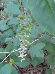Phytolacca americana