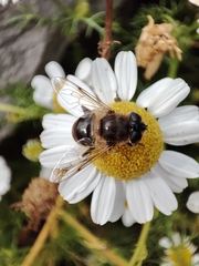 Eristalis tenax