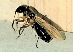 Camponotus atriceps