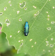 Agrilus acutus