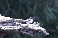 Tachycineta albiventer