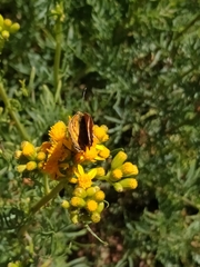 Lycaena virgaureae