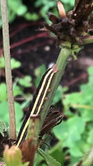 Trichordestra legitima