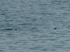 Phocoena phocoena phocoena