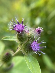 Arctium minus