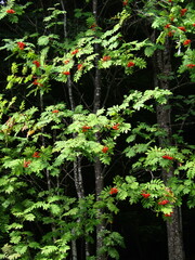Sorbus