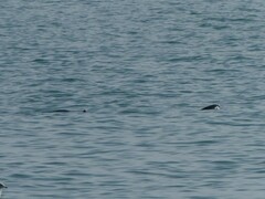 Phocoena phocoena phocoena