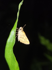 Taractrocerini