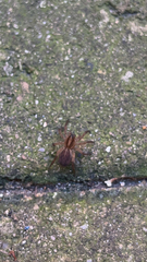 Trochosa