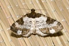 Melanthia procellata