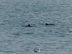Phocoena phocoena phocoena