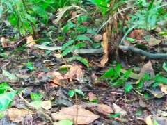 Phrynonax poecilonotus