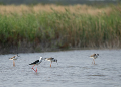 Himantopus himantopus