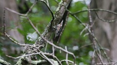 Sitta carolinensis