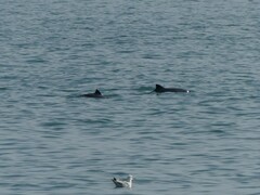 Phocoena phocoena phocoena