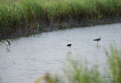 Himantopus himantopus