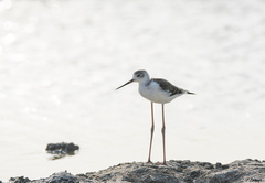 Himantopus himantopus