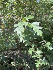 Crataegus
