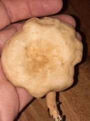 Russulaceae