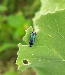 Agrilus acutus