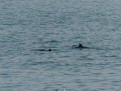 Phocoena phocoena phocoena