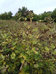 Arctium lappa