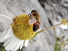 Eristalis tenax