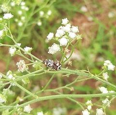 Zygogramma bicolorata