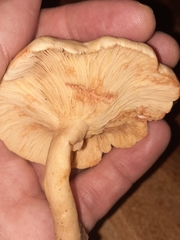 Russulaceae