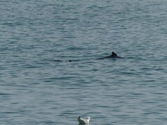 Phocoena phocoena phocoena