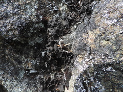 Umbilicaria deusta